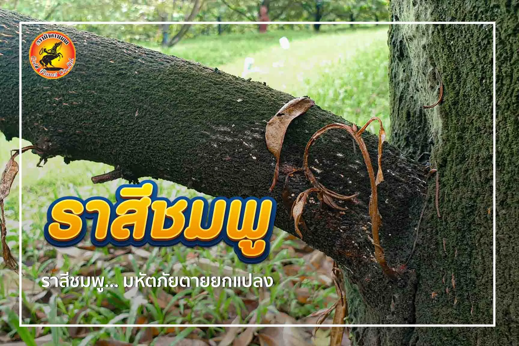 ราสีชมพู… มหัตภัยตายยกแปลง