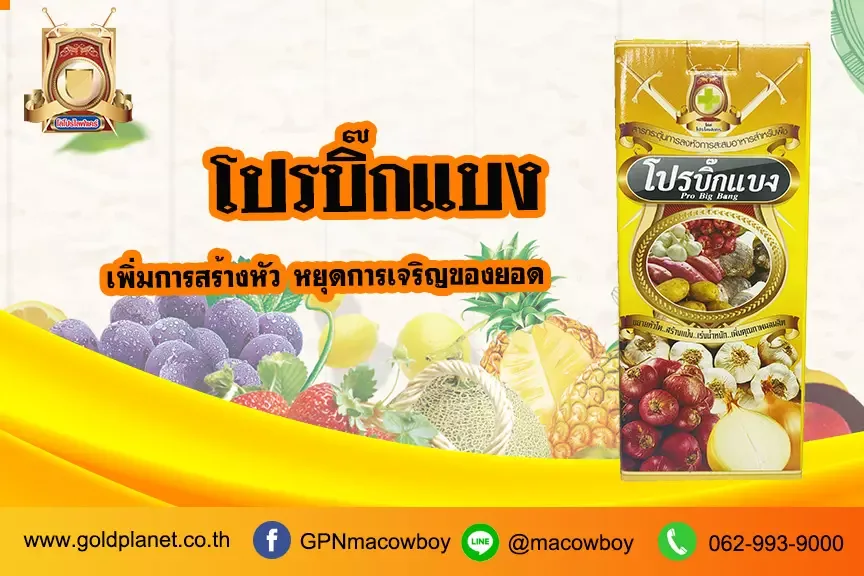 โปรบิ๊กแบง