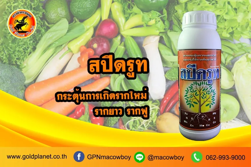 สปีดรูท