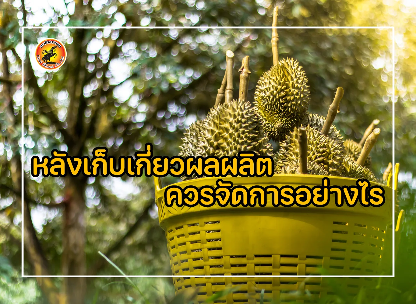 หลังเก็บเกี่ยวผลผลิต ควรจัดการอย่างไร