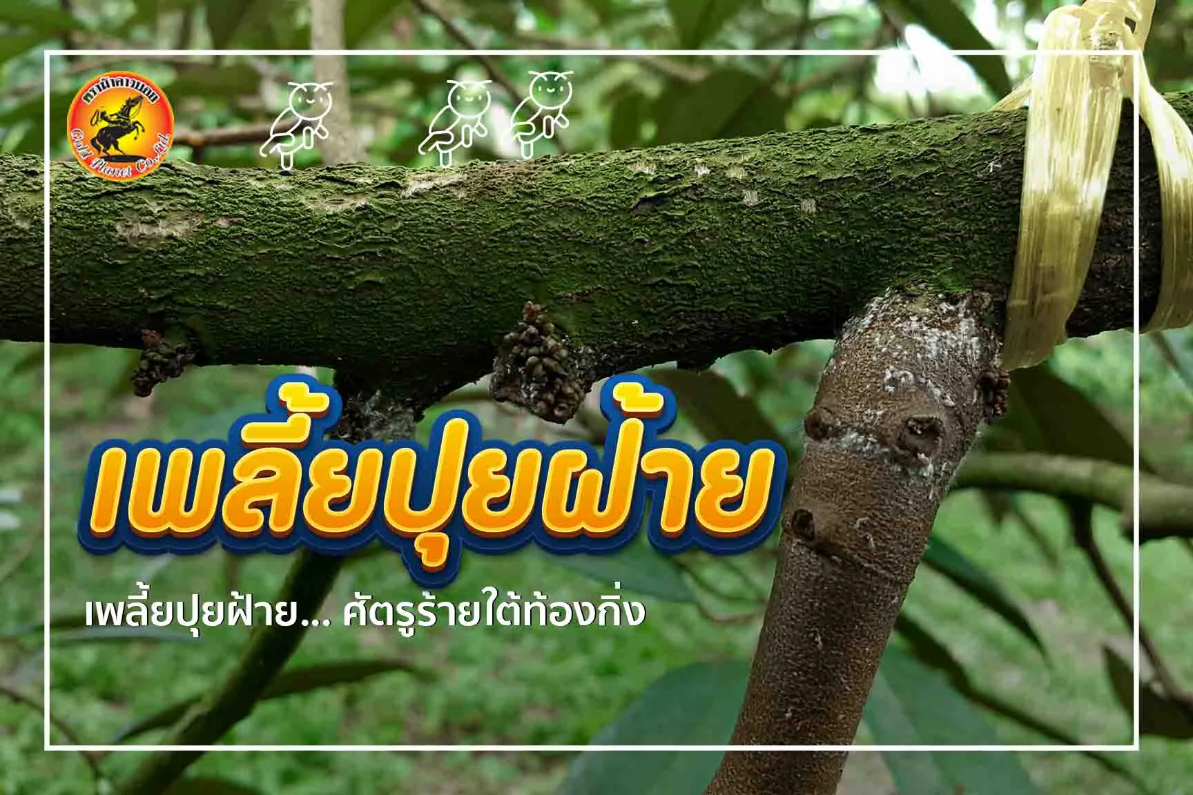 เพลี้ยปุยฝ้าย… ศัตรูร้ายใต้ท้องกิ่ง