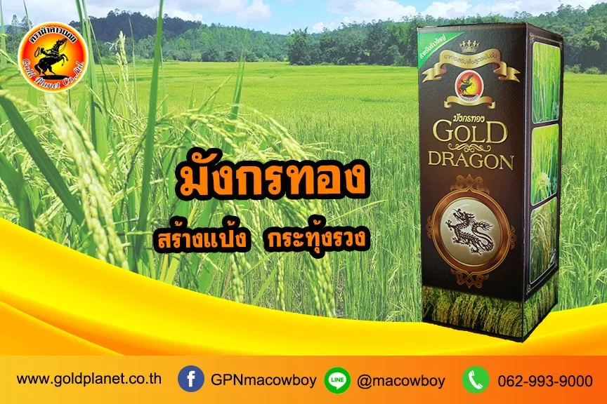 มังกรทอง