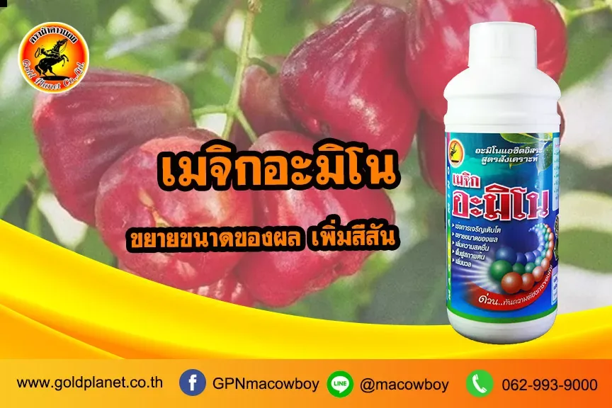 เมจิกอะมิโน