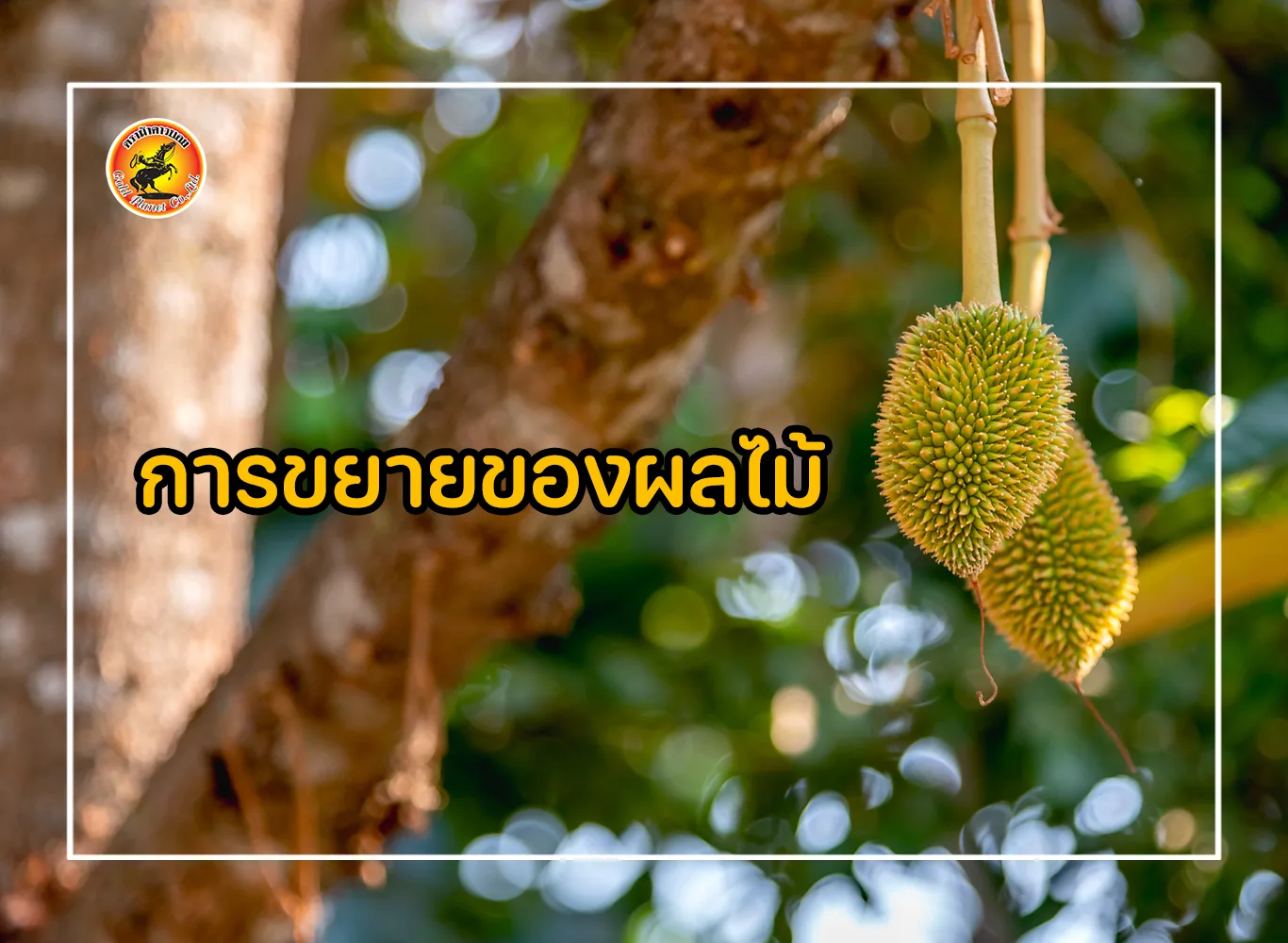 การขยายขนาดของผลไม้