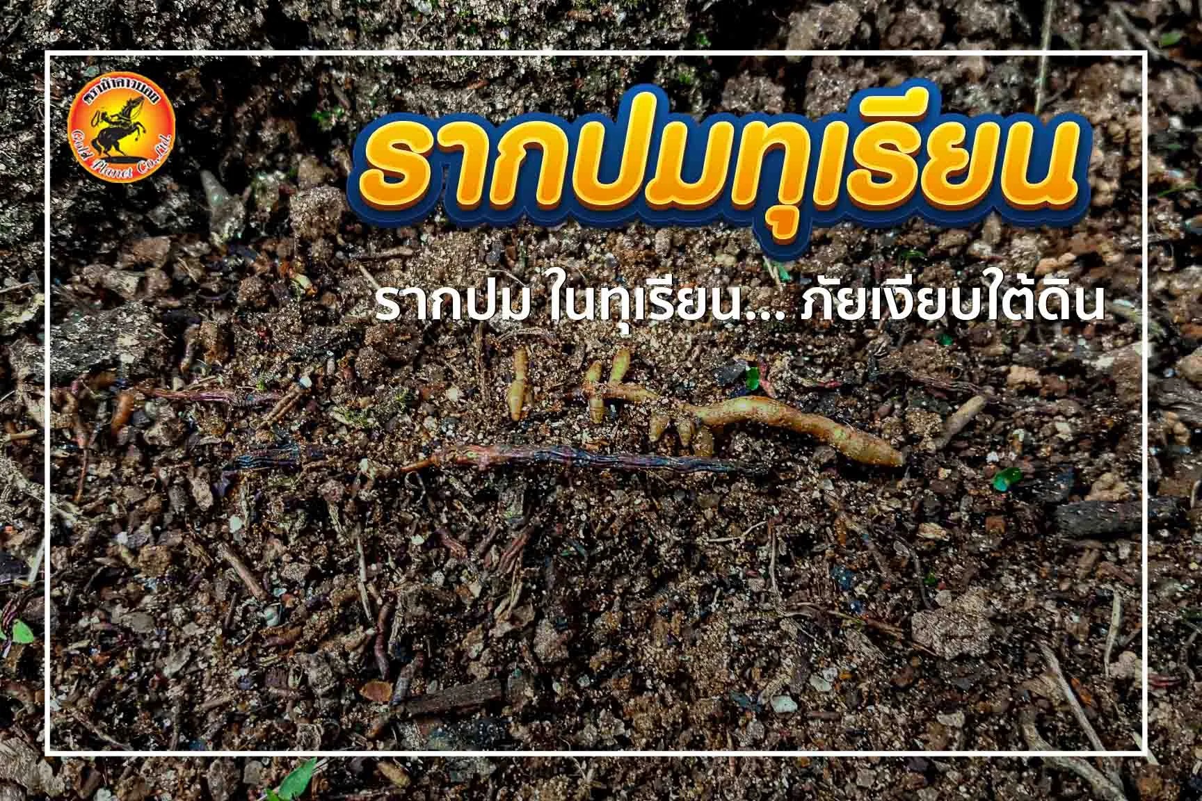 รากปม ในทุเรียน… ภัยเงียบใต้ดิน
