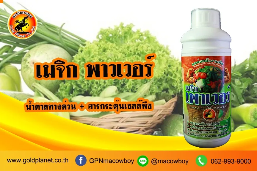 เมจิกพาวเวอร์