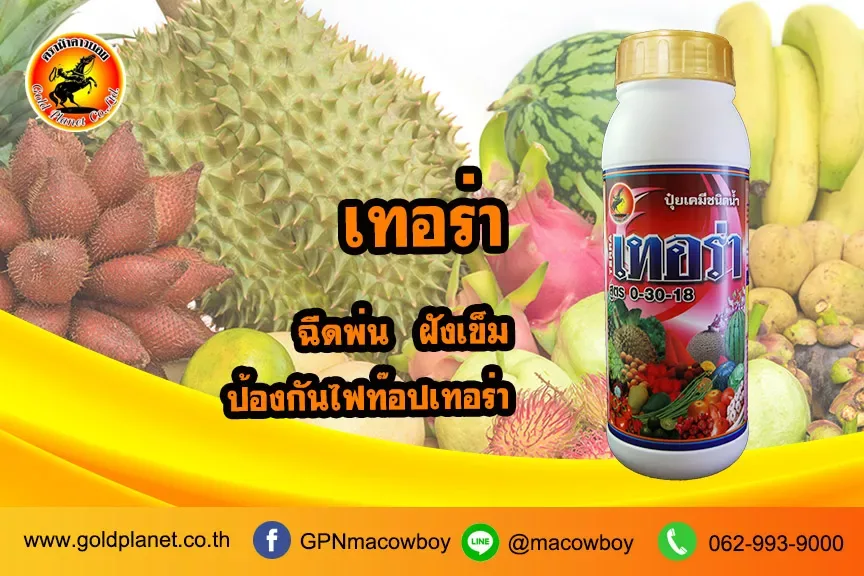 เทอร่า