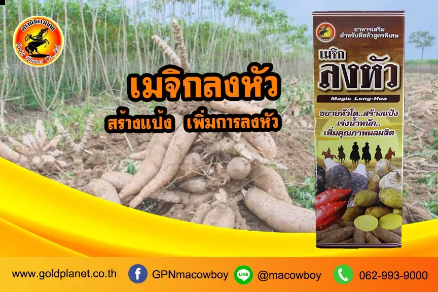 เมจิกลงหัว