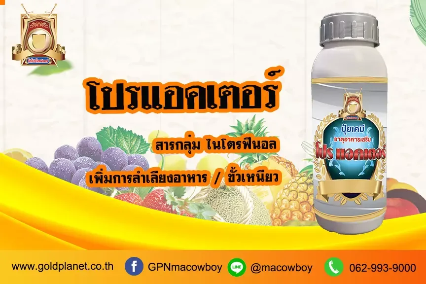 โปรแอคเตอร์