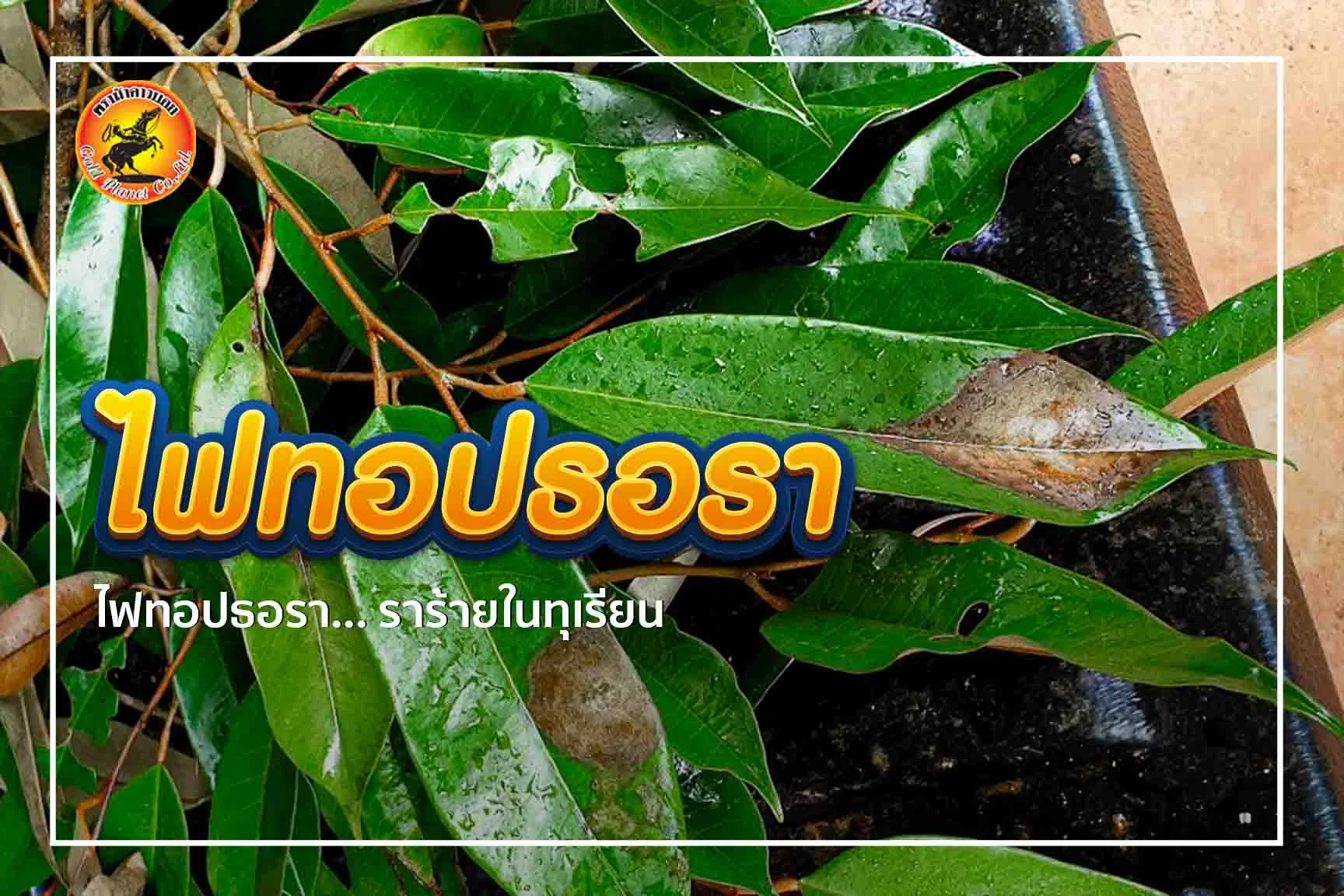 ไฟทอปธอรา… ราร้ายในทุเรียน
