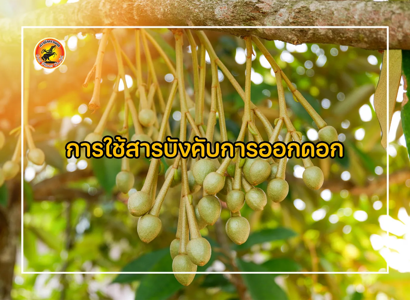 การใช้สารบังคับการออกดอก
