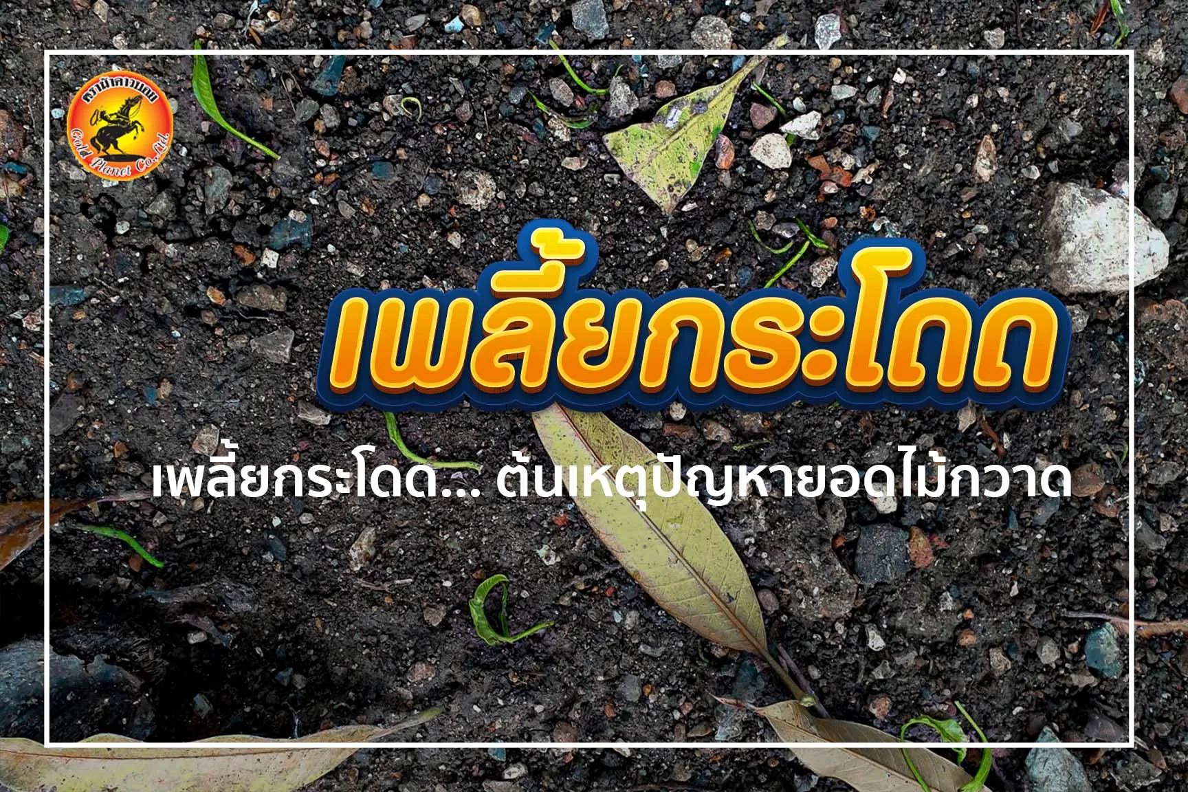เพลี้ยกระโดด…. ต้นเหตุปัญหายอดไม้กวาด