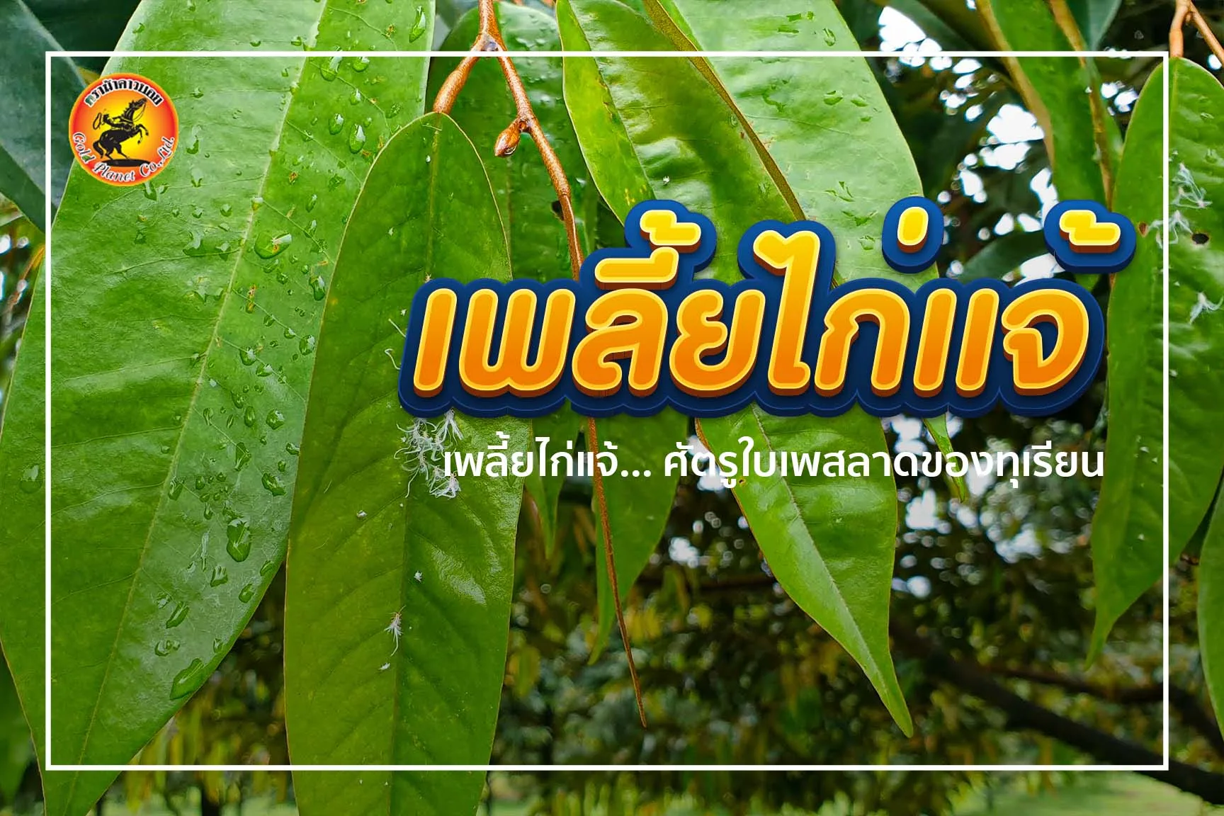 เพลี้ยไก่แจ้… ศัตรูใบเพสลาดของทุเรียน