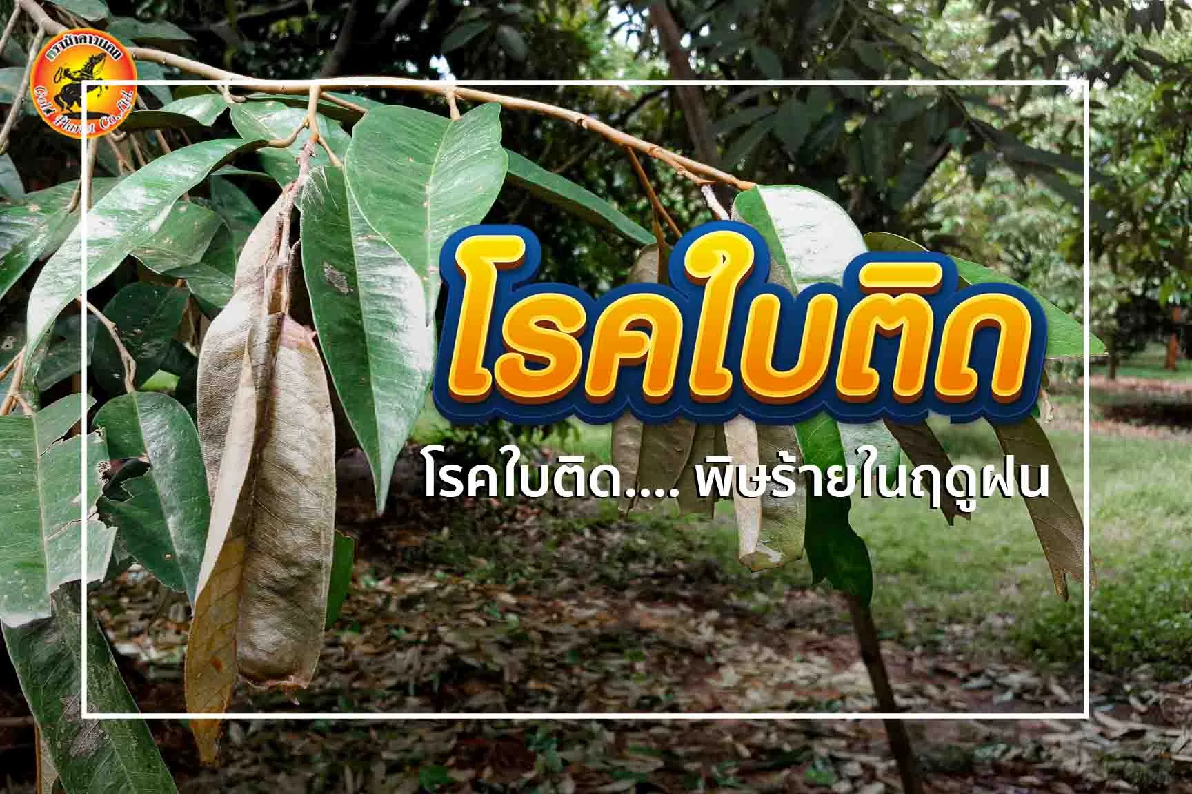โรคใบติด…. พิษร้ายในฤดูฝน