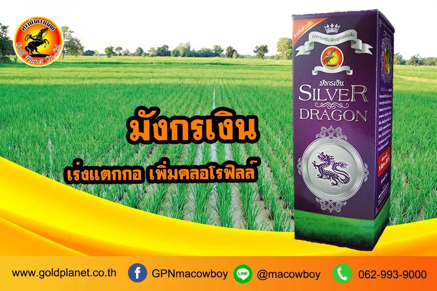 มังกรเงิน